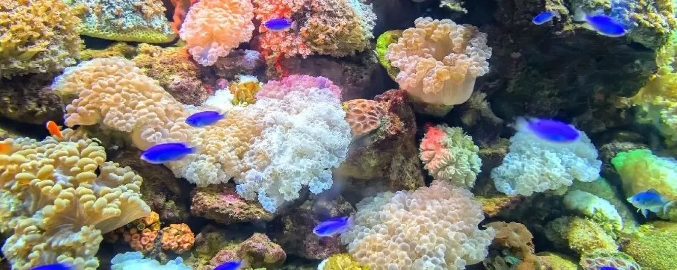 珊瑚礁旗